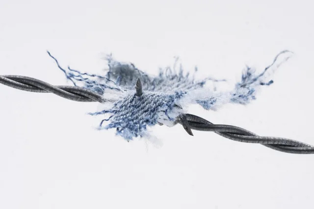 barbed wire, material, shred, torn, jeans, fence, wire, delimitation, security, barrier, validation, protection, protect, danger, dangerous. Five keyword research risk scenarios for England content teams